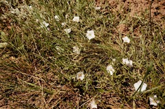 Convolvulus ammannii