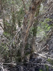 Melaleuca alternifolia