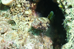 Gobius cruentatus