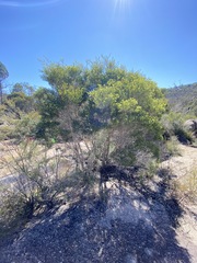 Melaleuca alternifolia