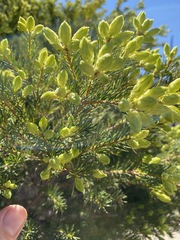 Melaleuca alternifolia