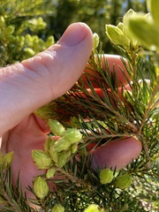Melaleuca alternifolia