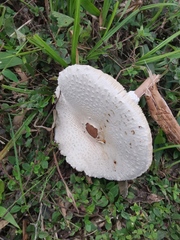 Macrolepiota detersa