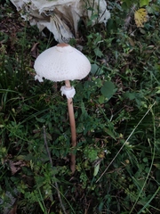 Macrolepiota detersa