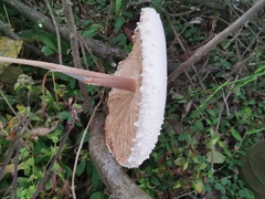 Macrolepiota detersa