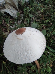 Macrolepiota detersa
