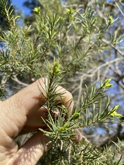 Melaleuca alternifolia