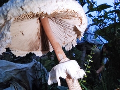 Macrolepiota detersa