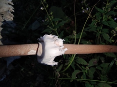 Macrolepiota detersa
