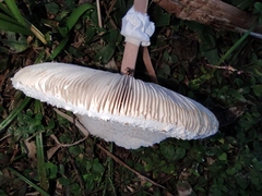 Macrolepiota detersa