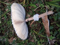 Macrolepiota detersa