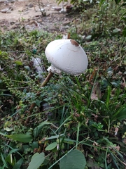 Macrolepiota detersa