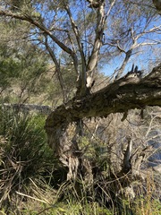 Melaleuca alternifolia
