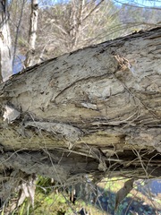 Melaleuca alternifolia