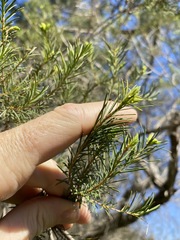 Melaleuca alternifolia