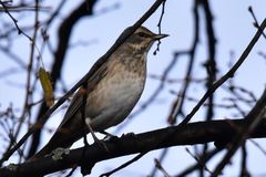 Turdus atrogularis × ruficollis