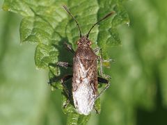 Stictopleurus punctatonervosus