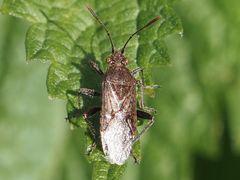 Stictopleurus punctatonervosus