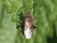 Stictopleurus punctatonervosus