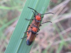 Sphaerarthrum mastersii