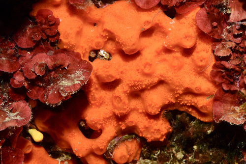 Antho Examples Antho inconstans · iNaturalist