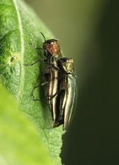Agrilus viridis