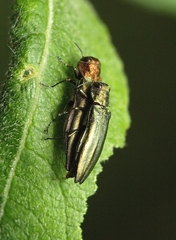 Agrilus viridis