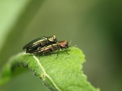 Agrilus viridis