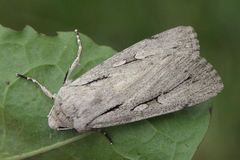 Dichagyris candelisequa