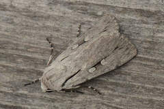 Dichagyris candelisequa