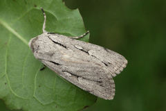 Dichagyris candelisequa