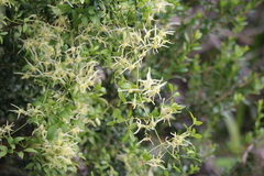 Small-leaved Clematis