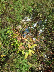 Cirsium vlassovianum