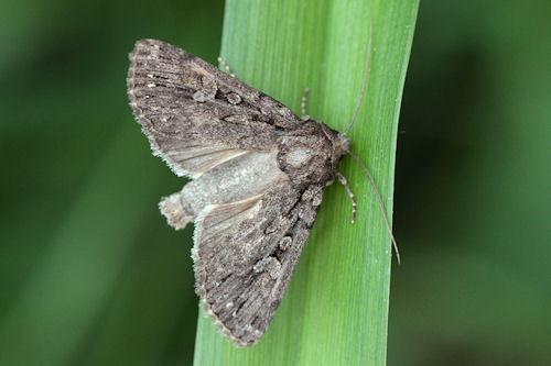 Dichagyris nigrescens (Höfner, 1888)