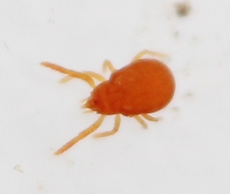 Labidostomma