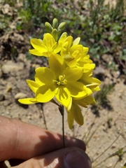 Ixia odorata
