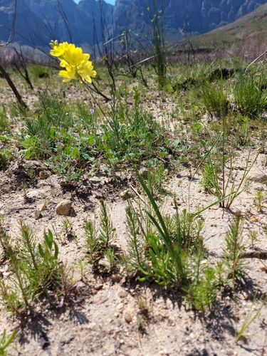 Image of Ixia odorata by (c) Jacques van der Merwe, some rights reserved (CC BY-SA)
