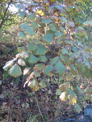 Corylus sieboldiana mandshurica