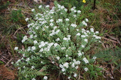Pimelea glauca