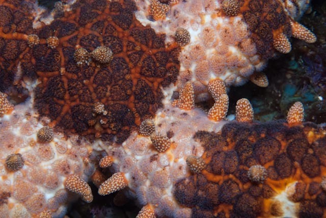 Nail Sea Star