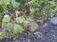 Corylus sieboldiana mandshurica