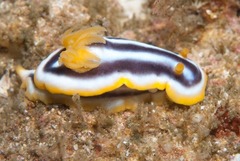 Chromodoris africana