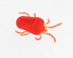 Camerotrombidium