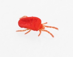 Camerotrombidium