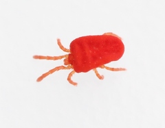 Camerotrombidium