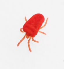 Camerotrombidium