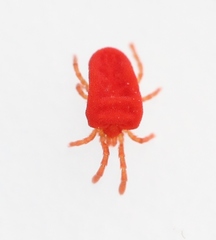 Camerotrombidium