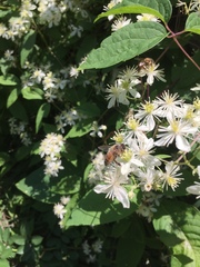 Clematis