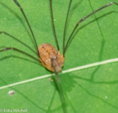 Leiobunum politum