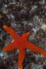 Fromia schultzei